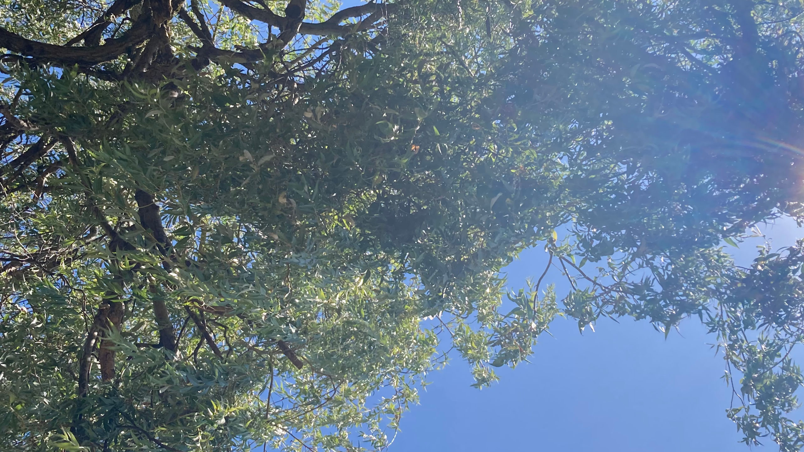 Willow tree worm's eye view with blue sky.